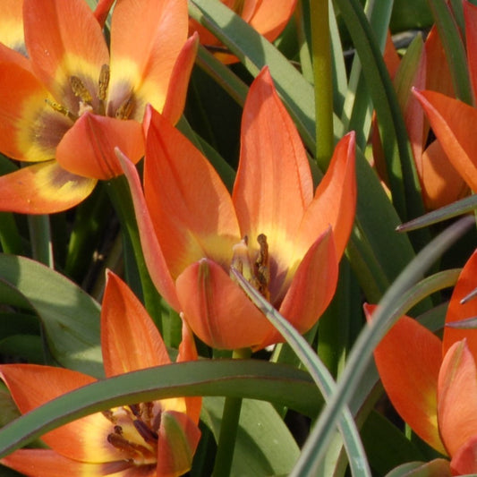 Tulipa Little Princess