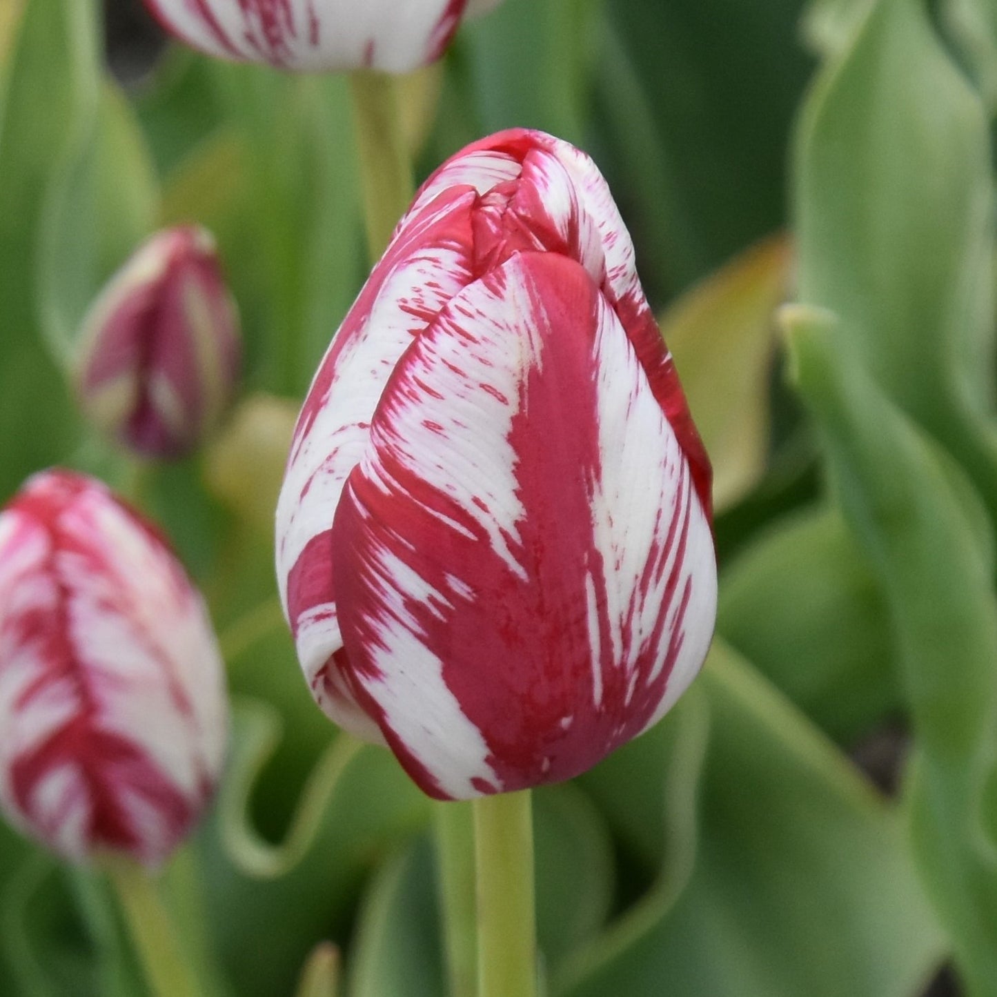 Tulipa Mabel