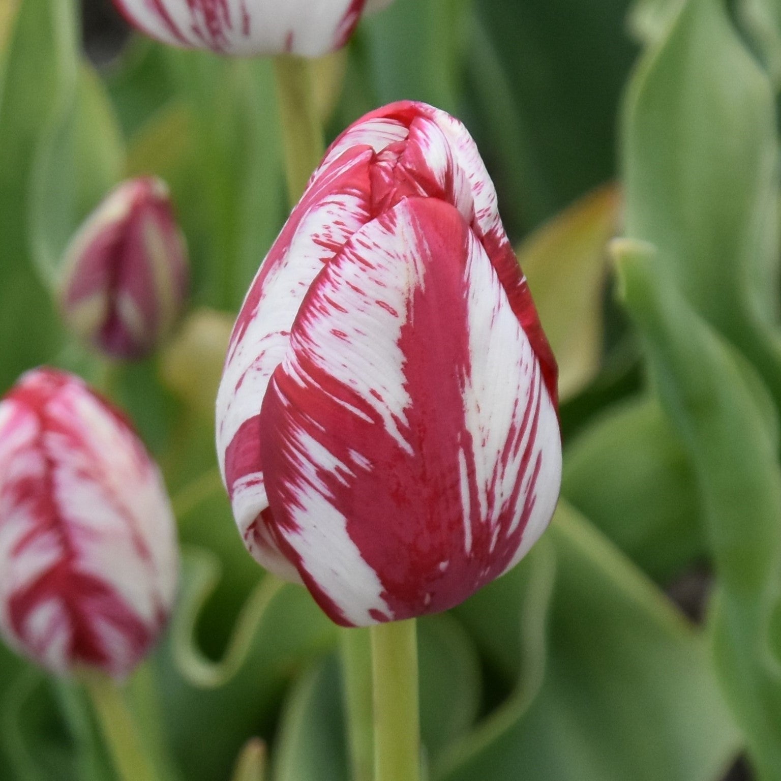 Tulipa Mabel