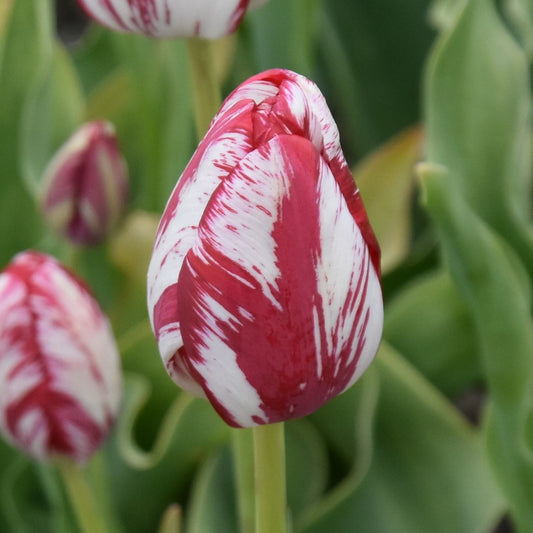 Tulipa Mabel