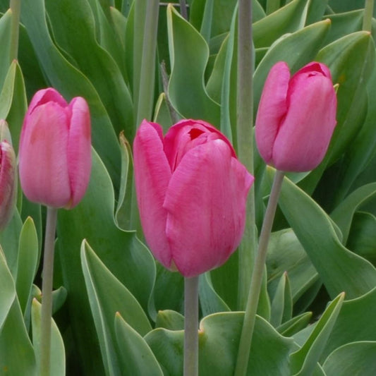 Tulipa Mabel