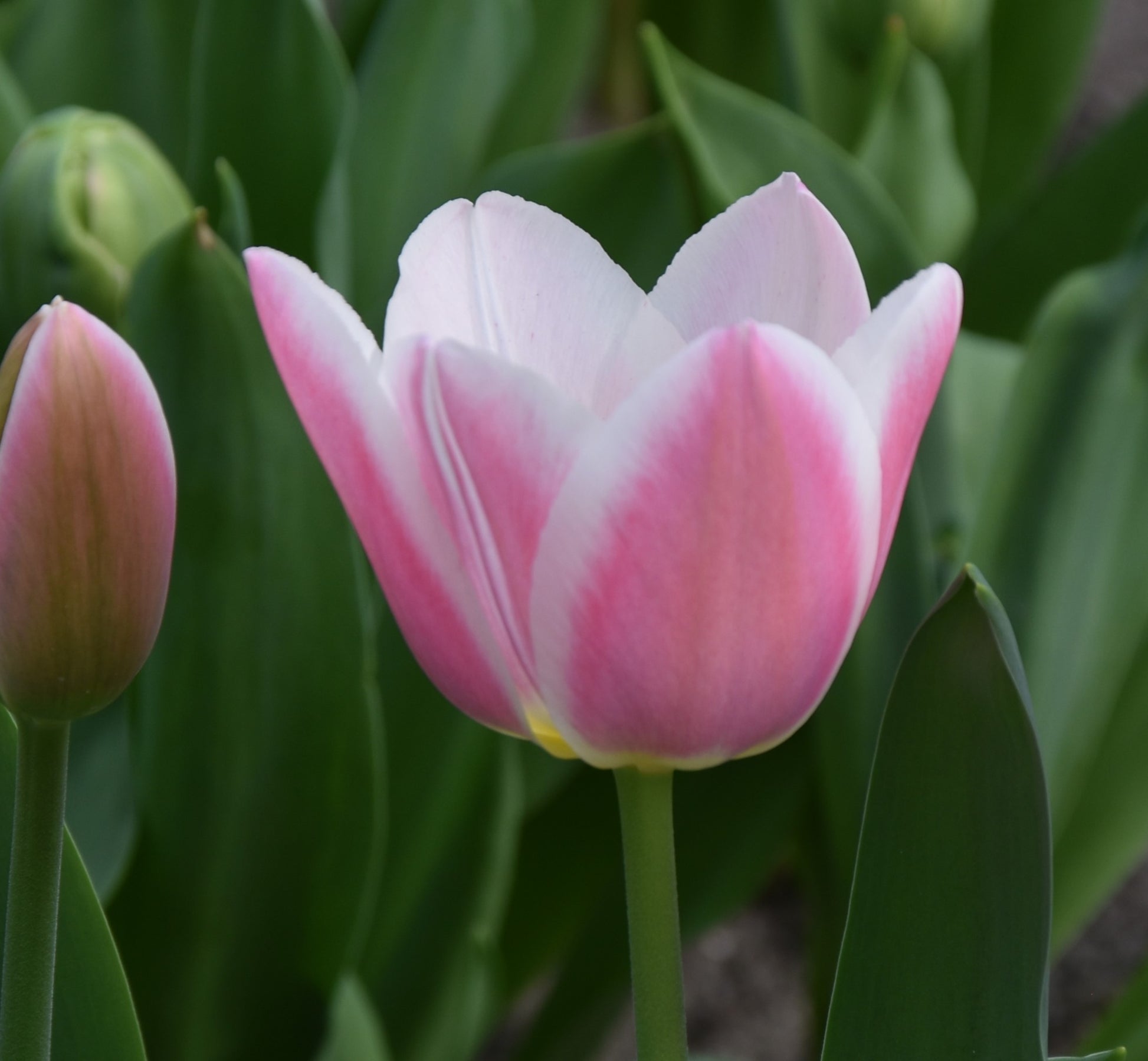 Tulipa Mandy's Choice
