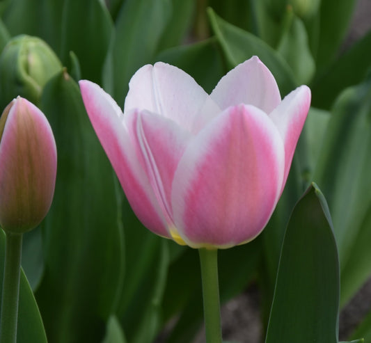 Tulipa Mandy's Choice