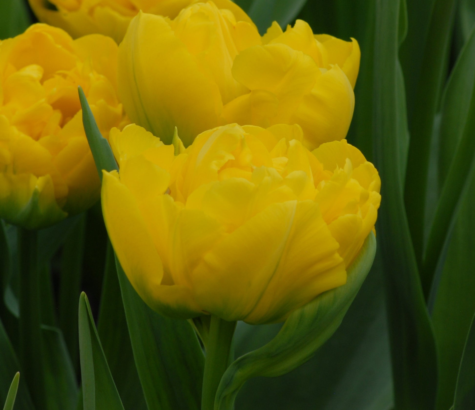 Tulipa Marie Jo