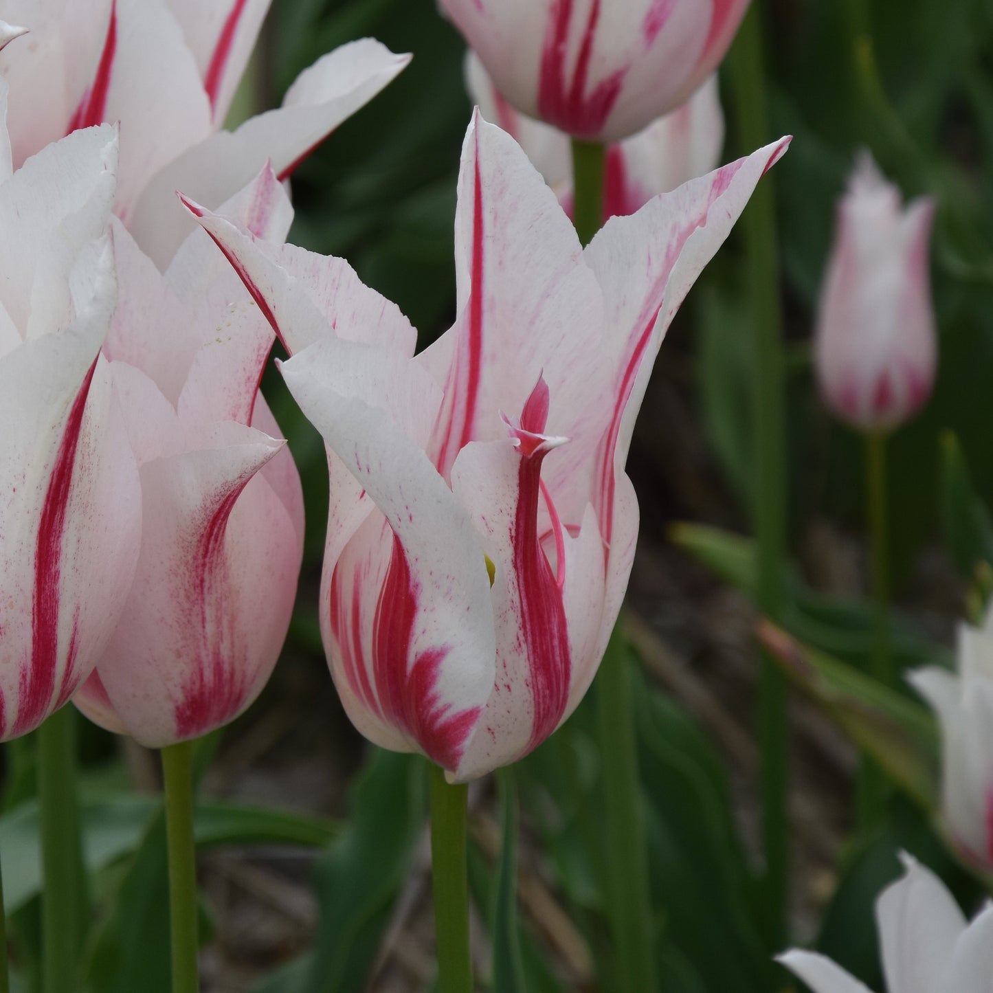 Tulipa Marilyn