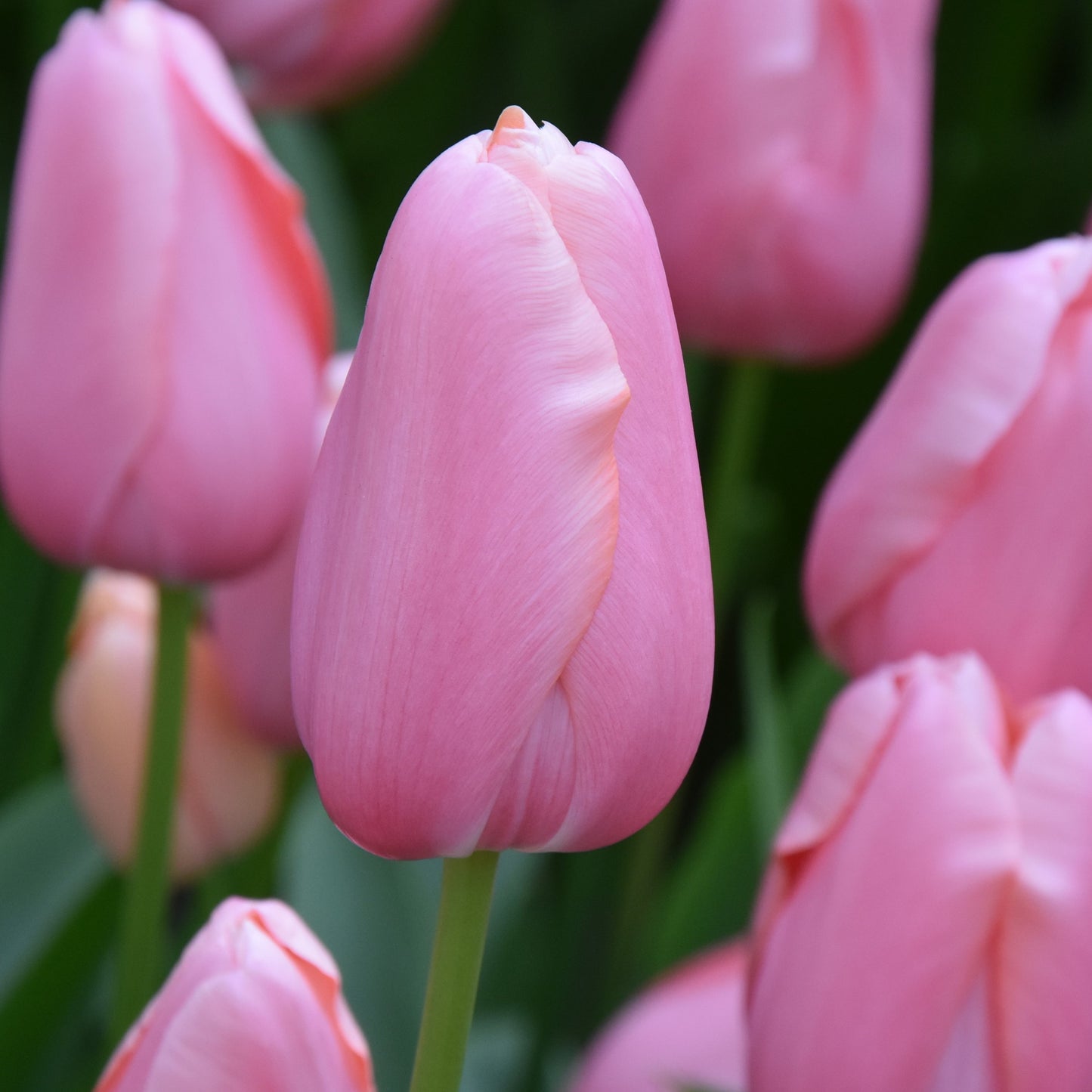 Tulipa Menton