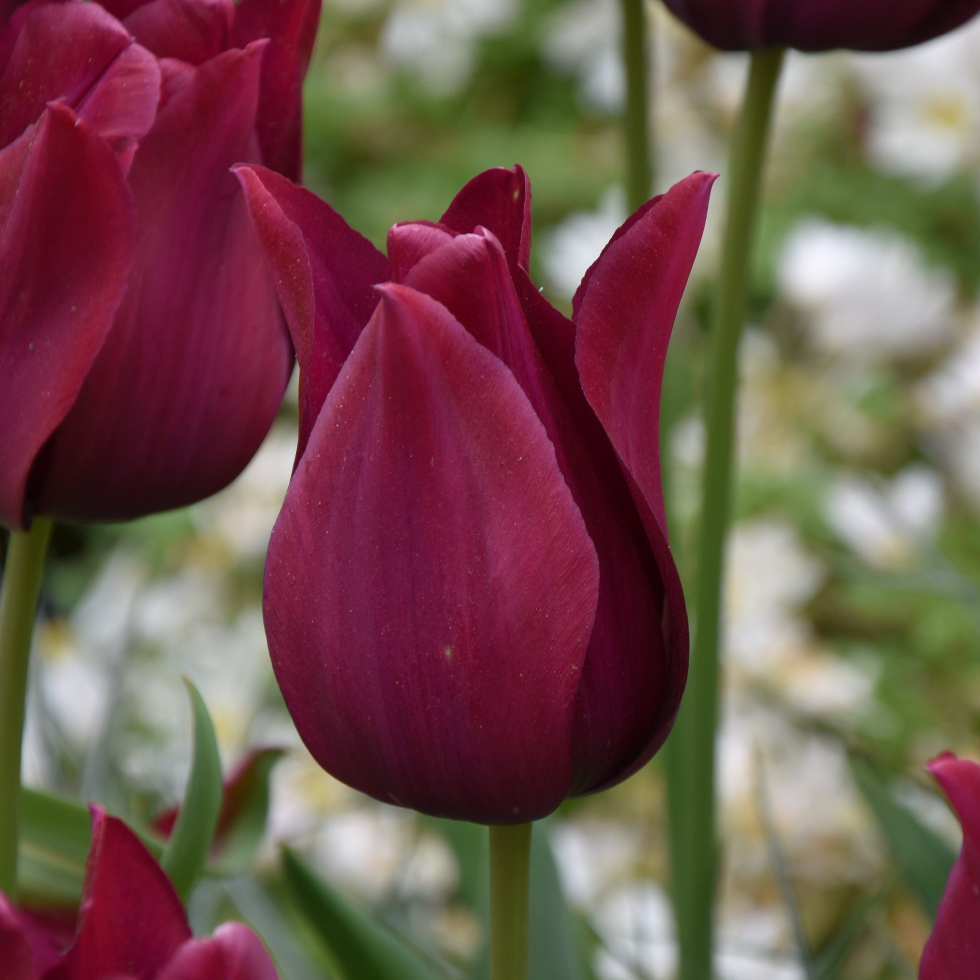 Tulipa Merlot