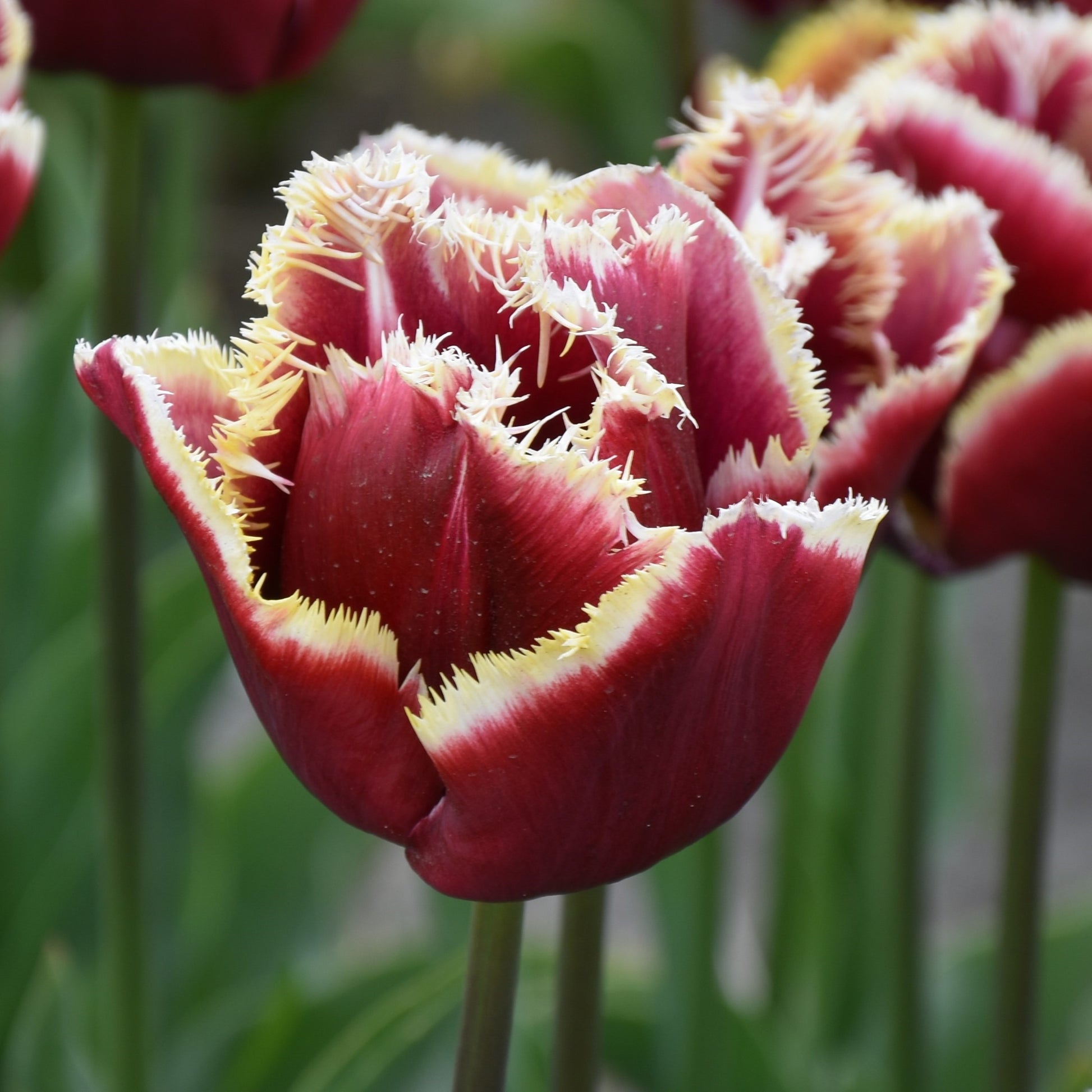 Tulipa Mercure