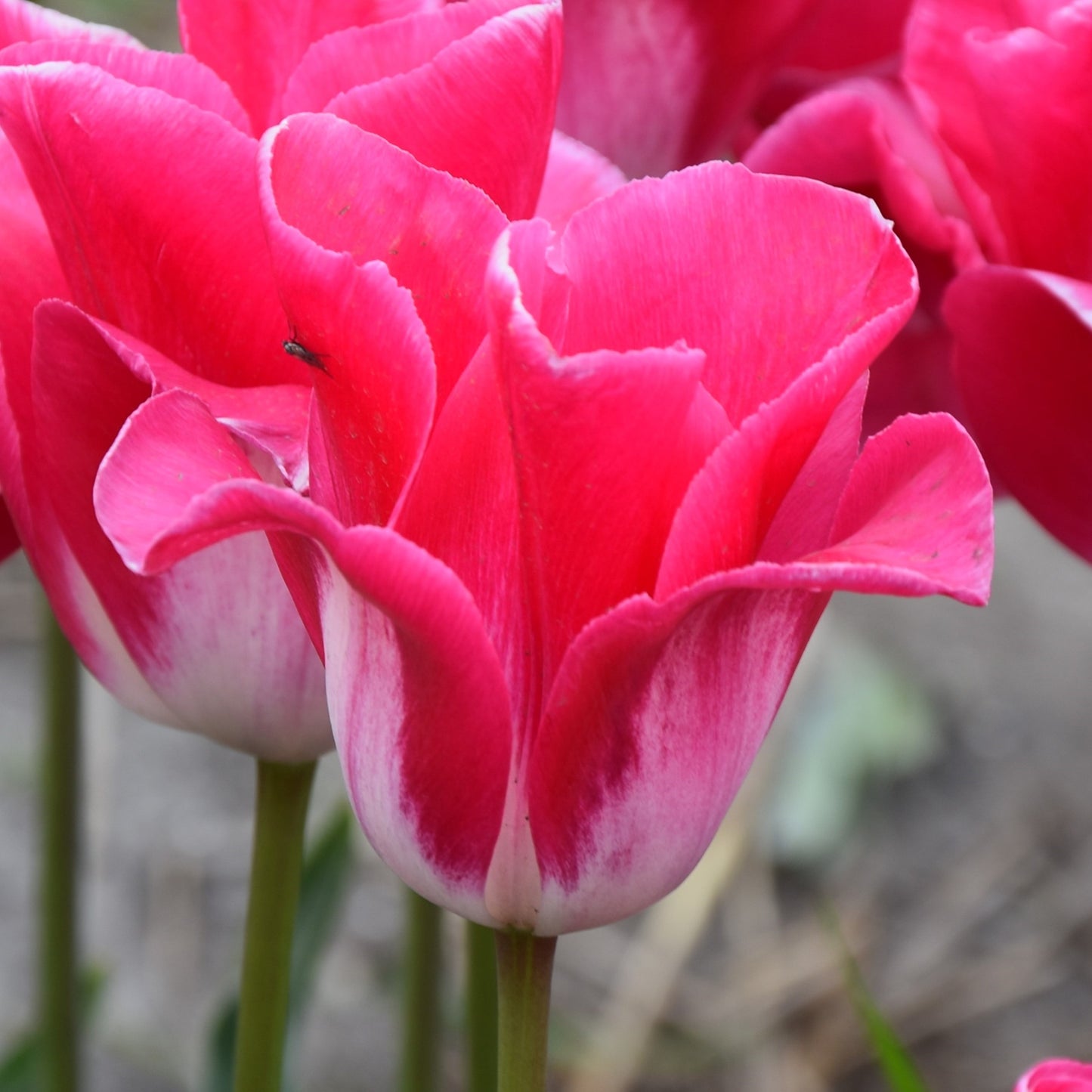Tulipa Memphis