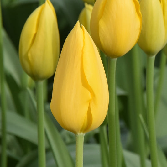 Tulipa Muscadet