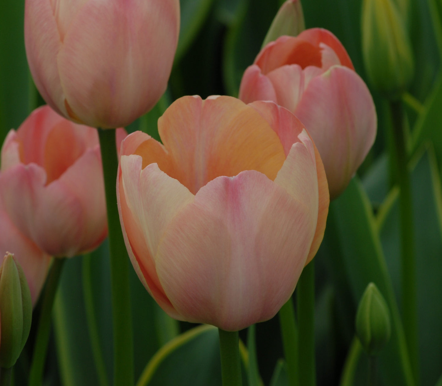Tulipa Mystic Van Eijk