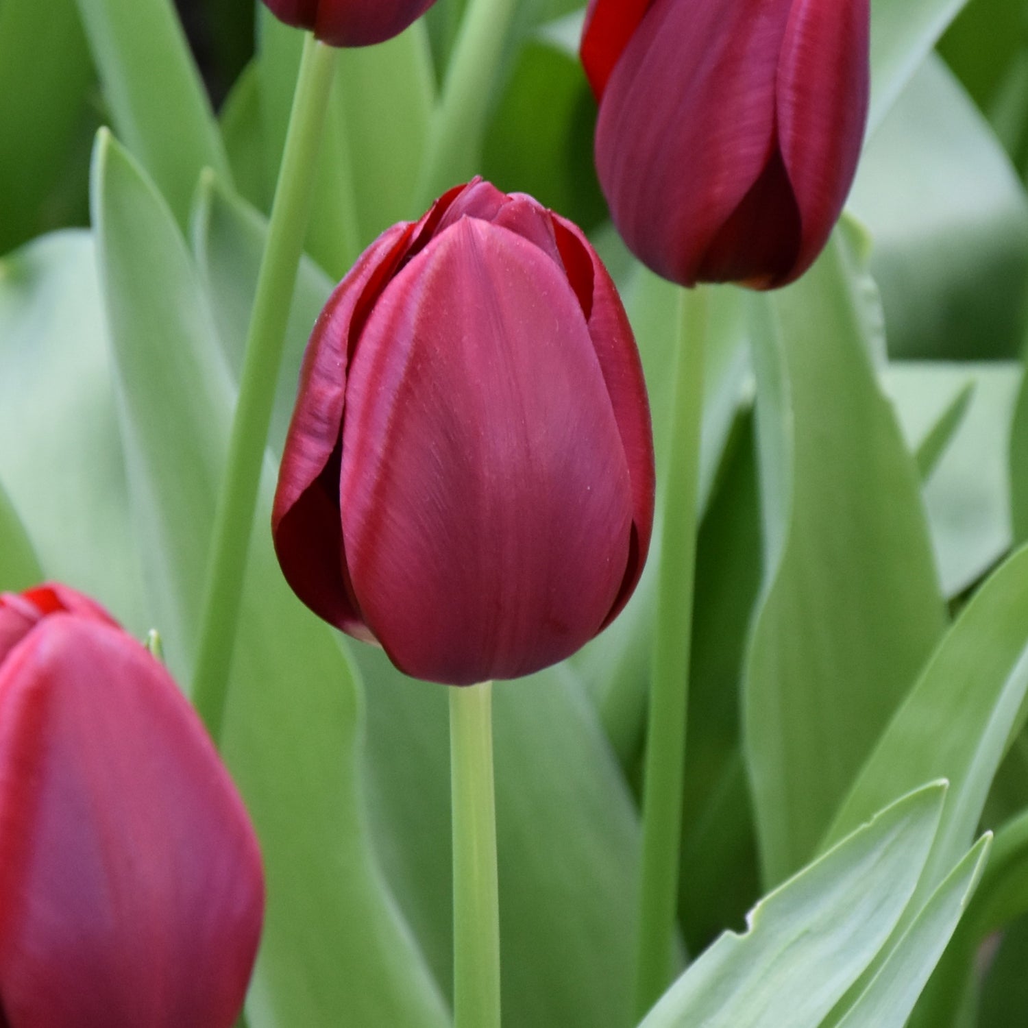 Tulipa National Velvet