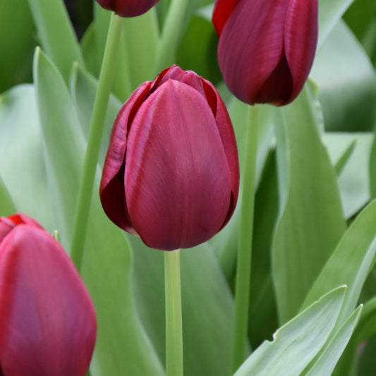 Tulipa National Velvet