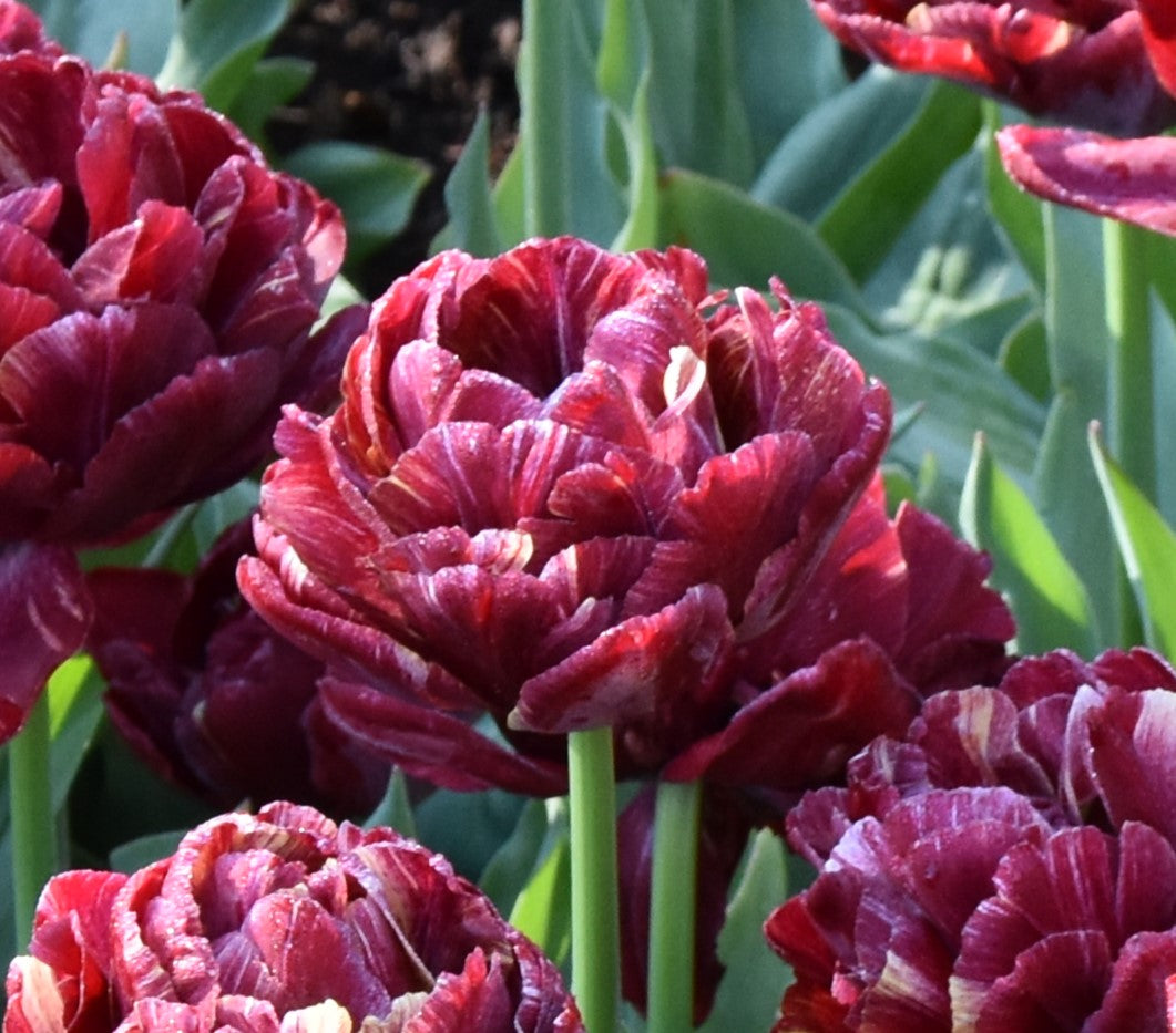 Tulipa Nachtwacht