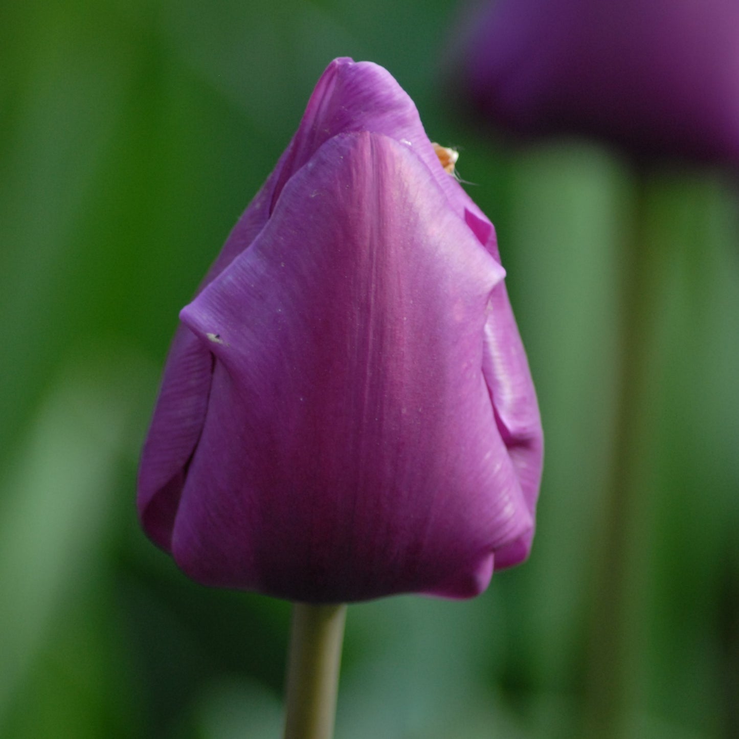 Tulipa Negrita