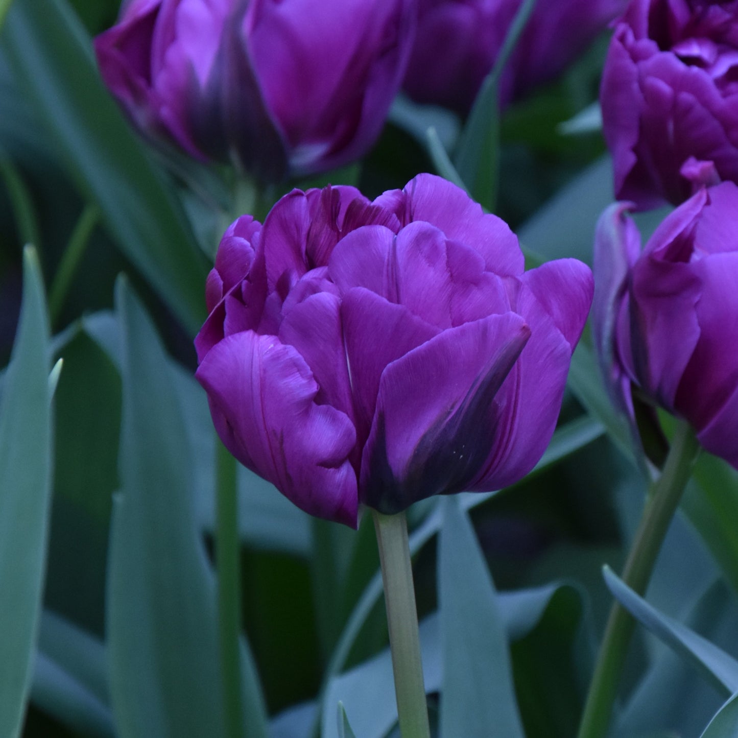 Tulipa Negrita Double