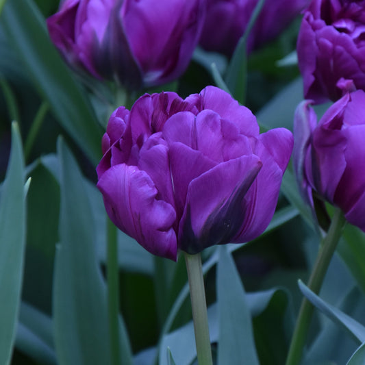 Tulipa Negrita Double