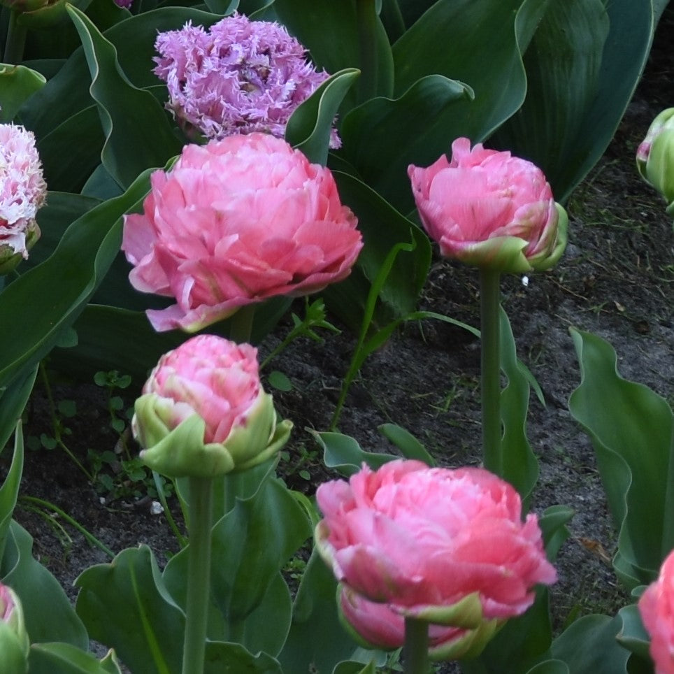 Tulipa Newcastle