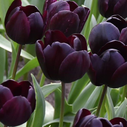Tulipa Nightmare