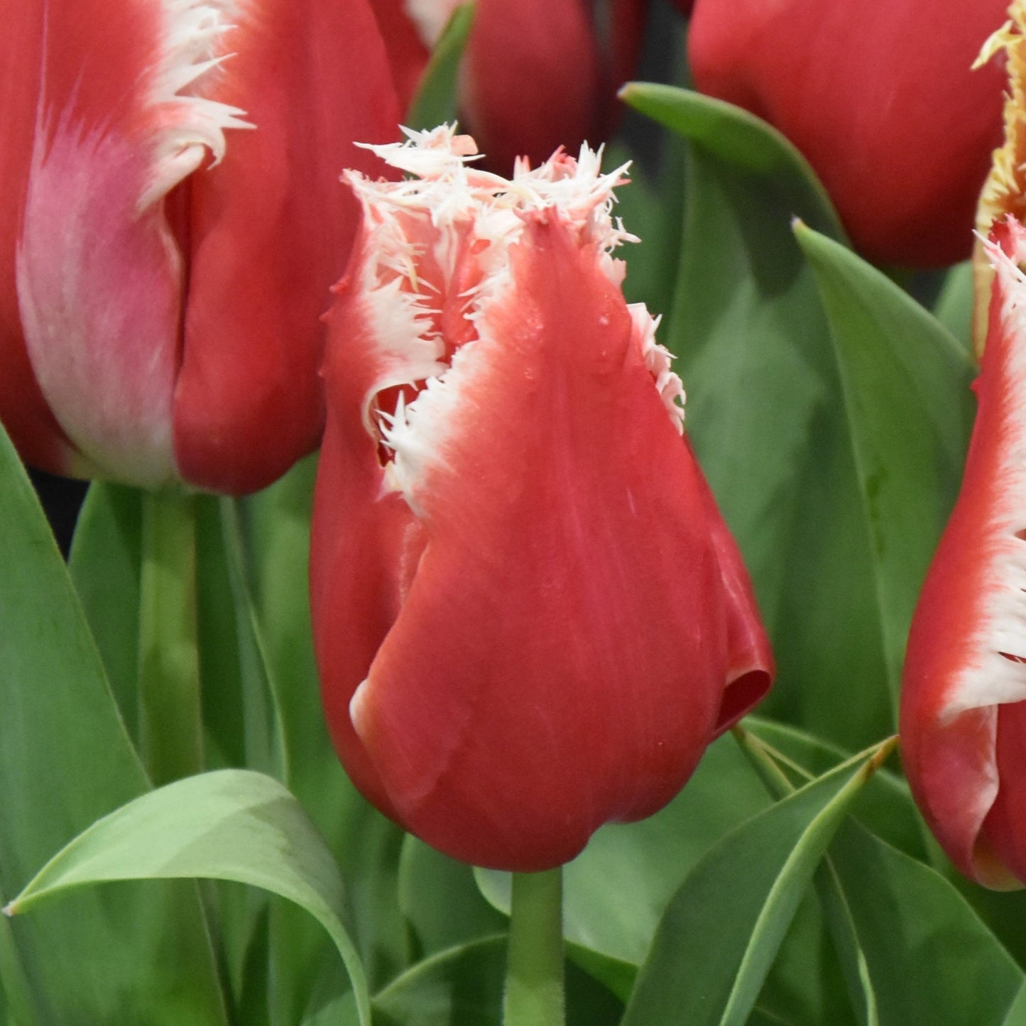Tulipa New Santa