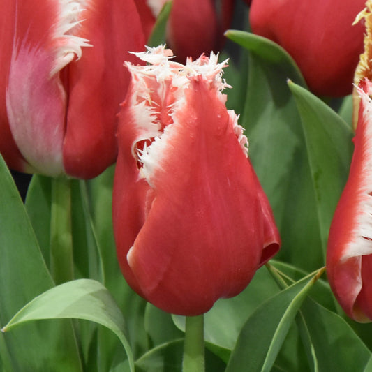 Tulipa New Santa