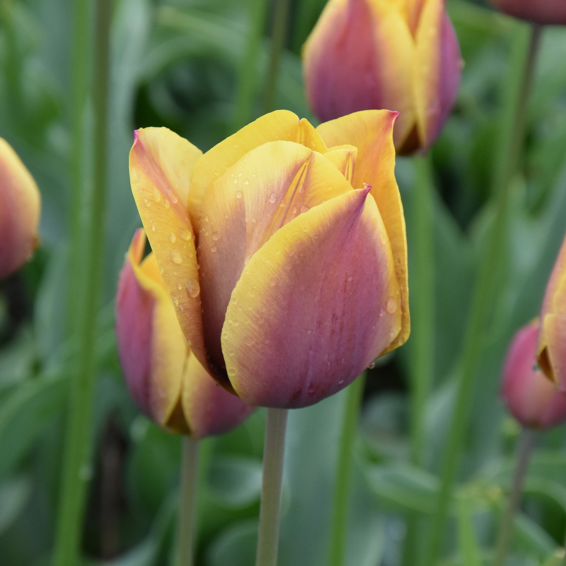 Tulipa Old Times