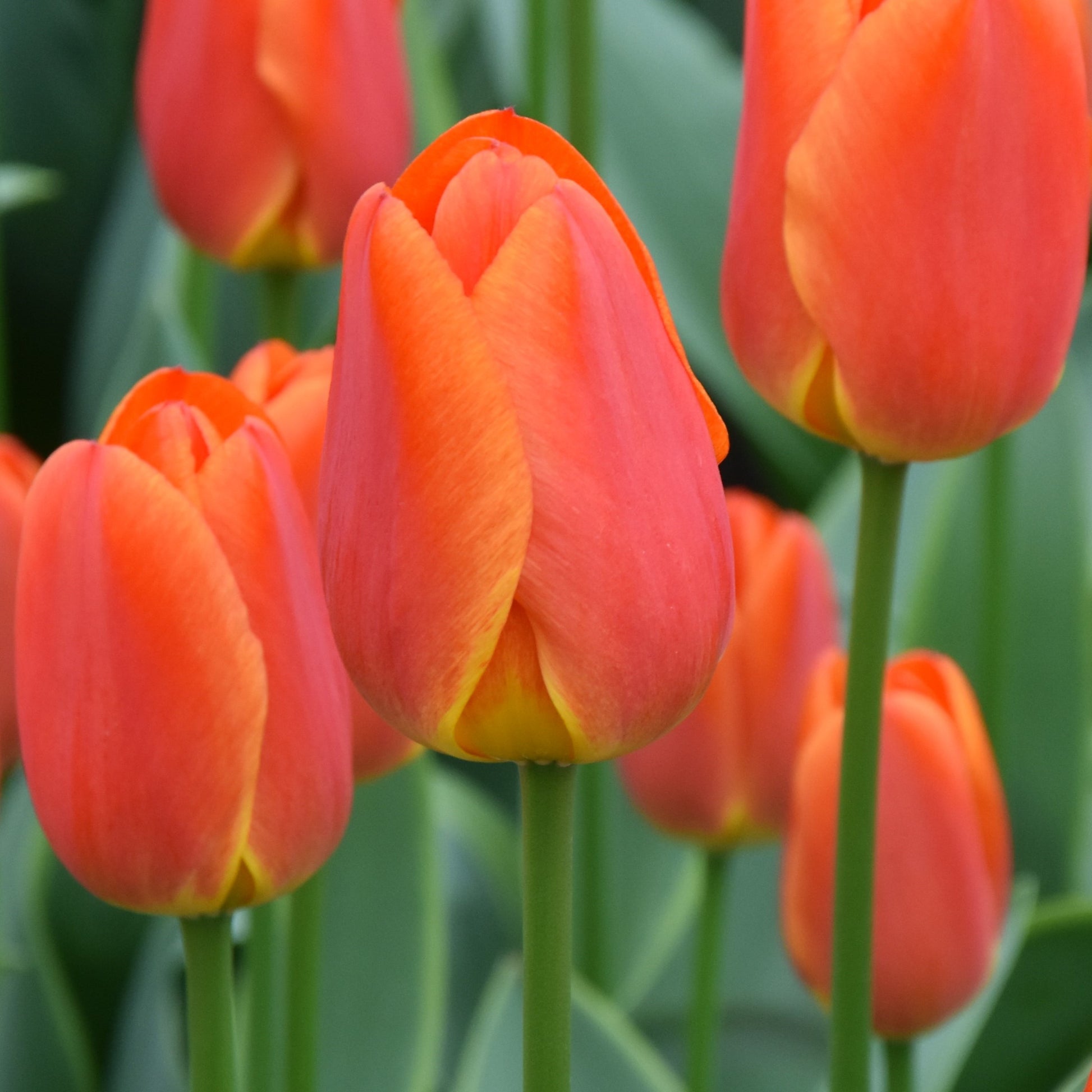 Tulipa Okura