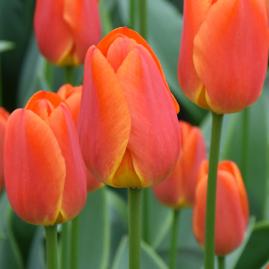 Tulipa Okura