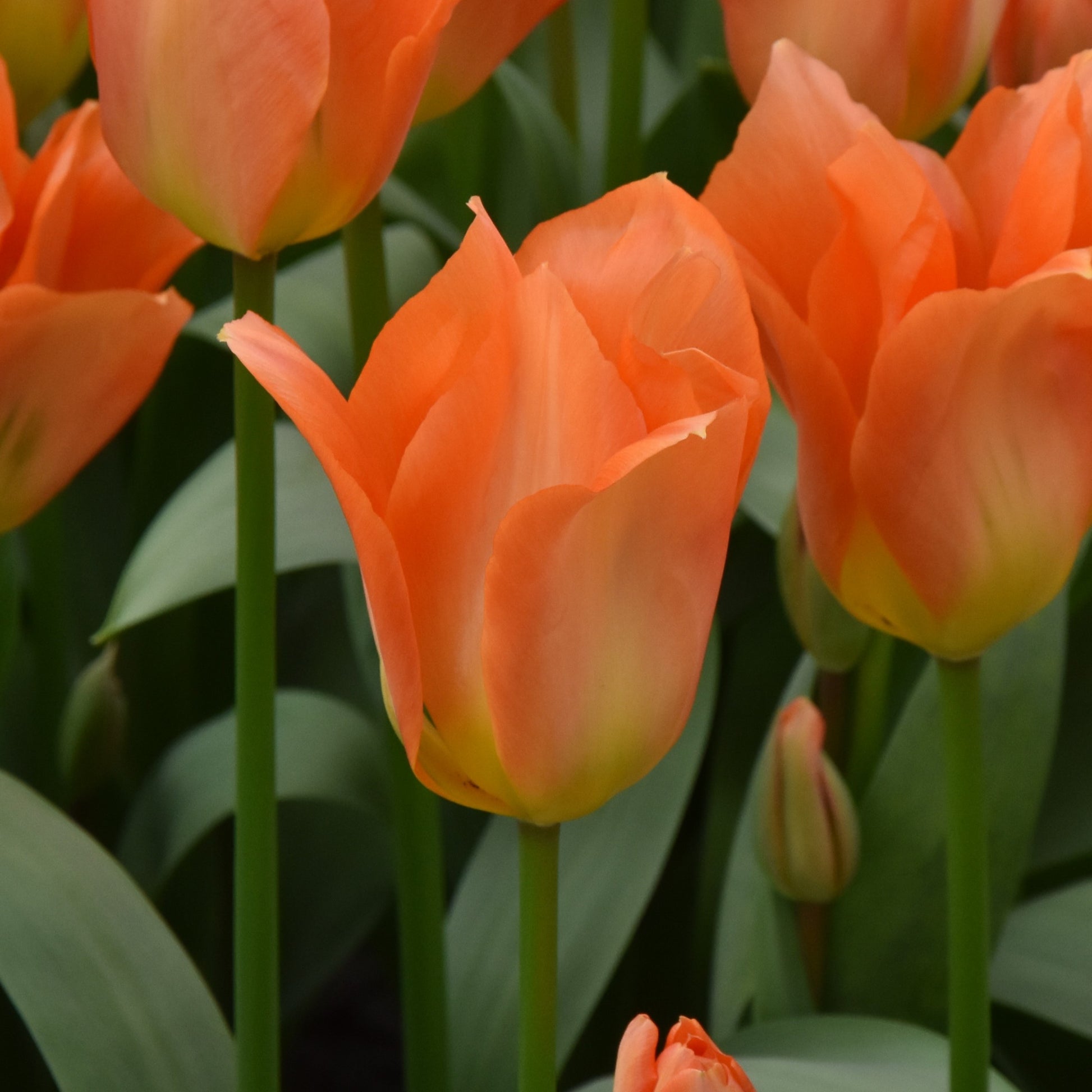 Tulipa Orange Emperor