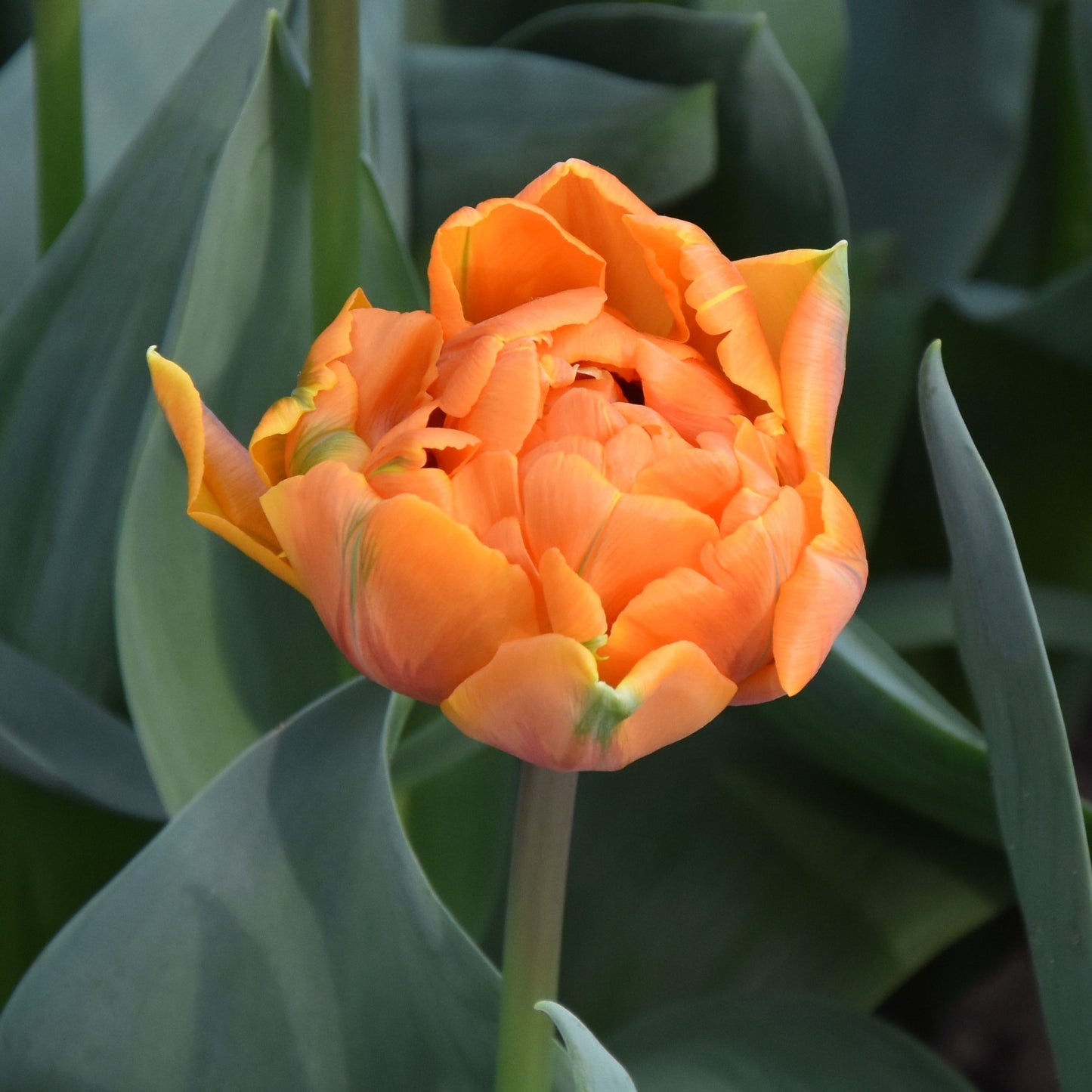 Tulipa Orange Princess