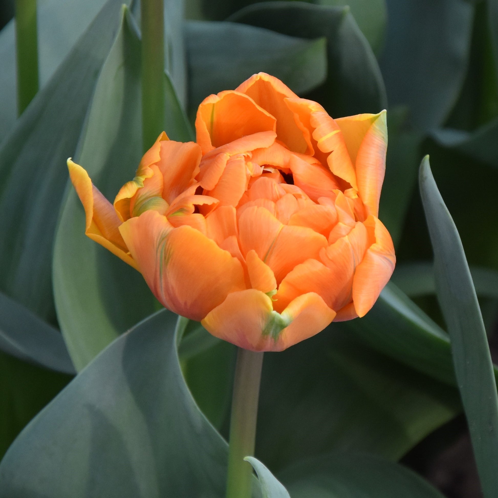 Tulipa Orange Princess