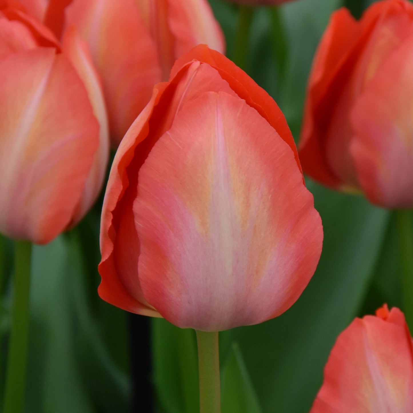Tulipa Orange Van Eijk