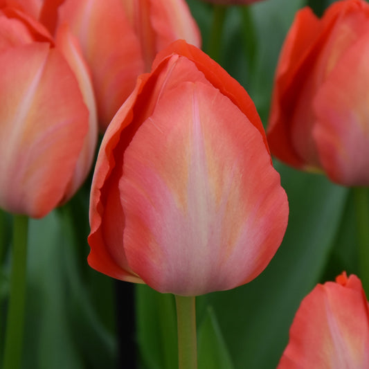 Tulipa Orange Van Eijk