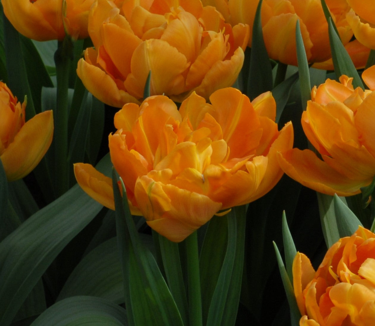Tulipa Orca