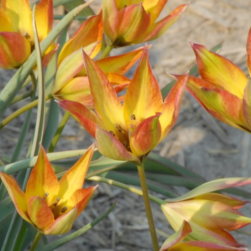 Tulipa orphanidea 'Flava'
