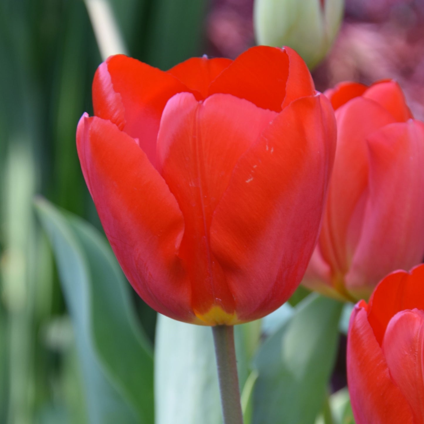 Tulipa Oxford