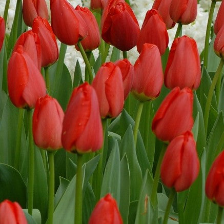 Tulipa Parade