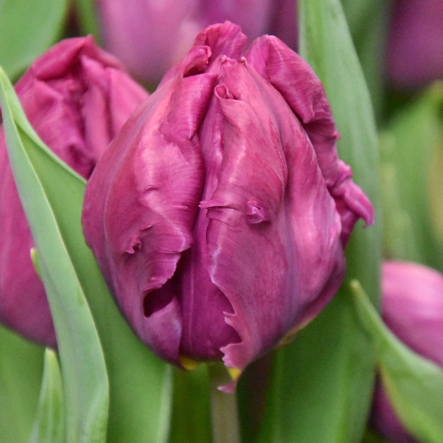 Tulipa Parrot Prince
