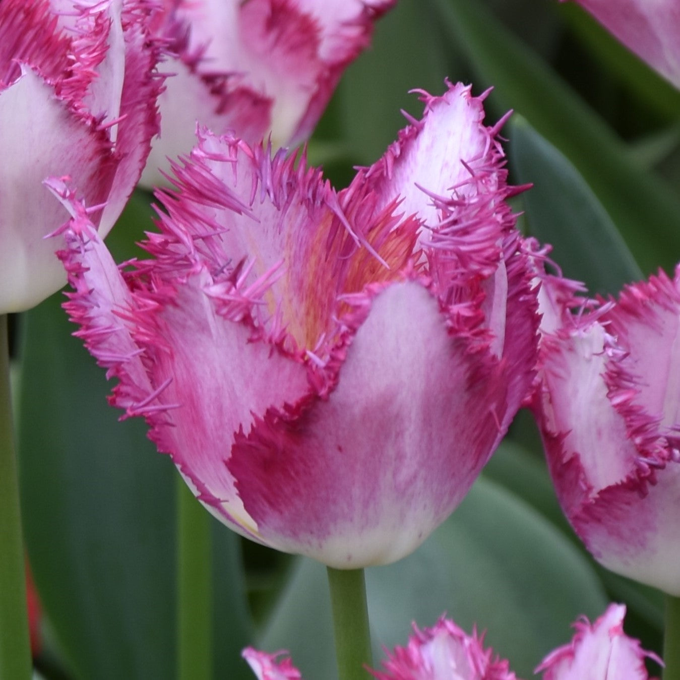 Tulipa Passion Play
