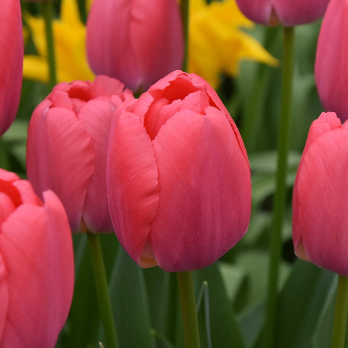 Tulipa Pink Pride