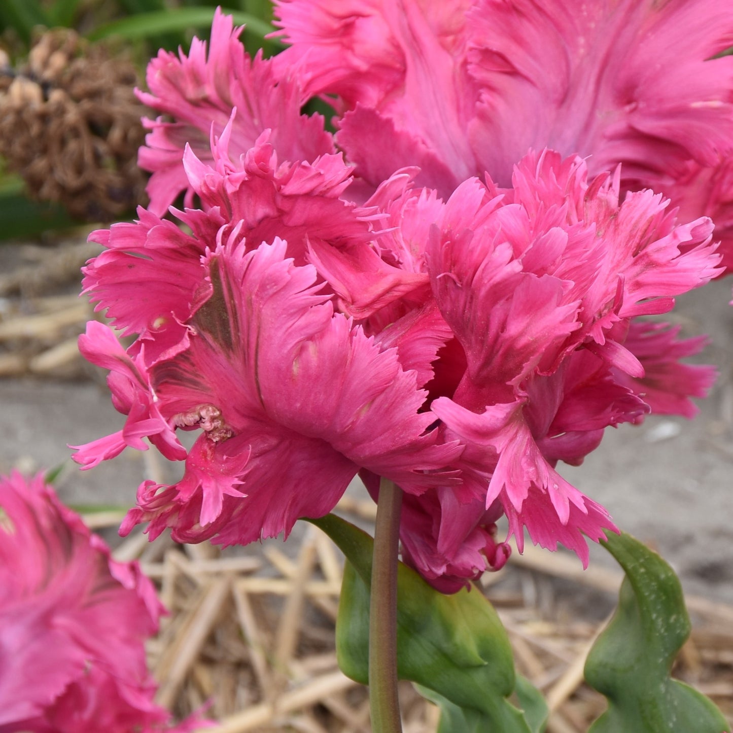 Tulipa Power Parrot