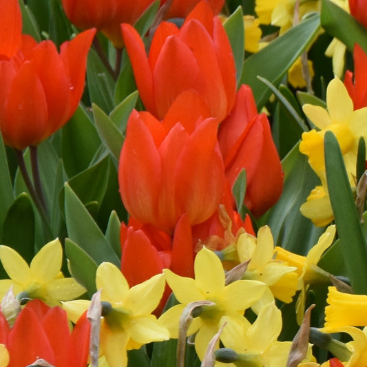 Tulipa praestans 'Fusilier'