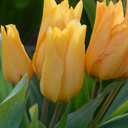 Tulipa praestans 'Shogun'