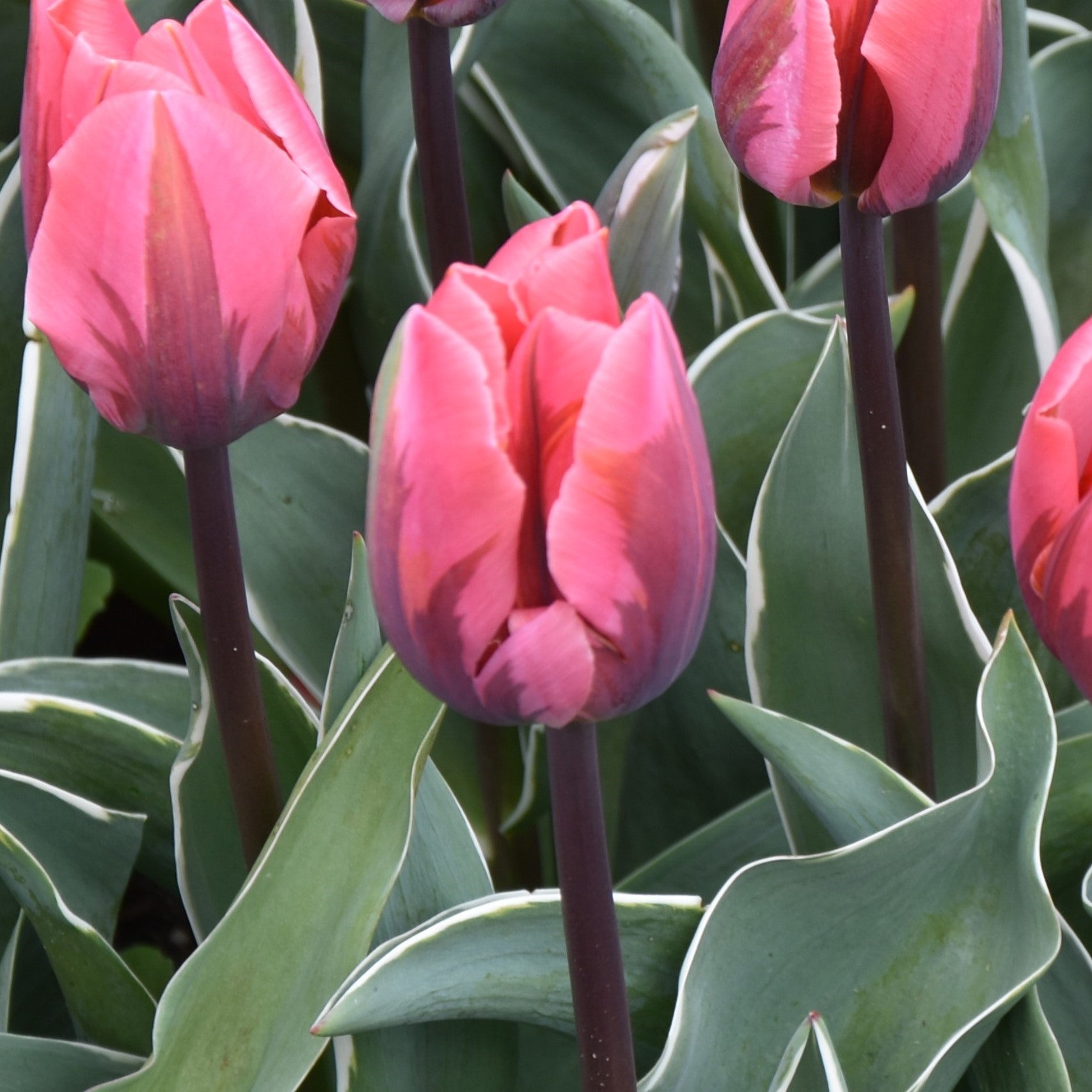 Tulipa Pretty Princess