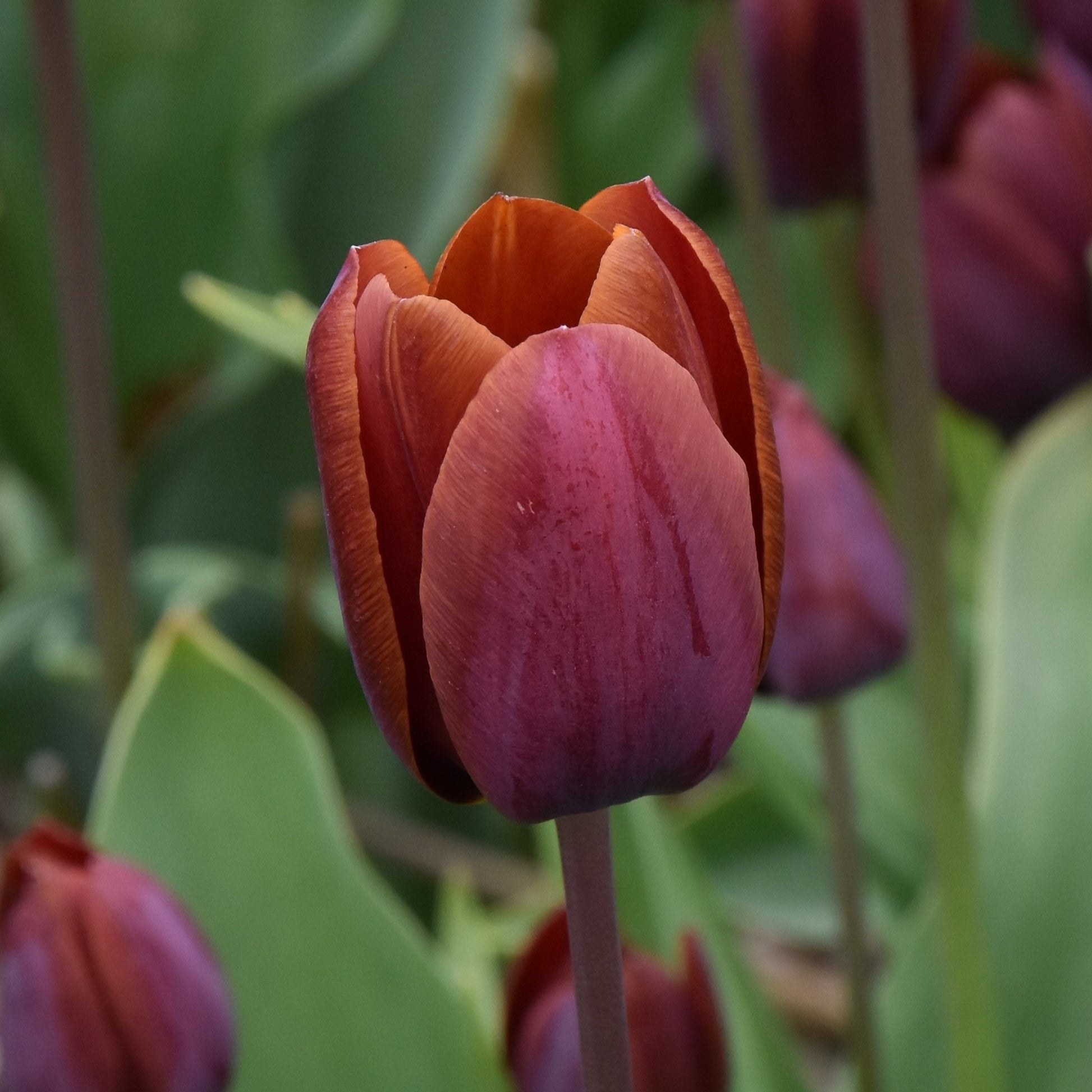 Tulipa Prince of Wales
