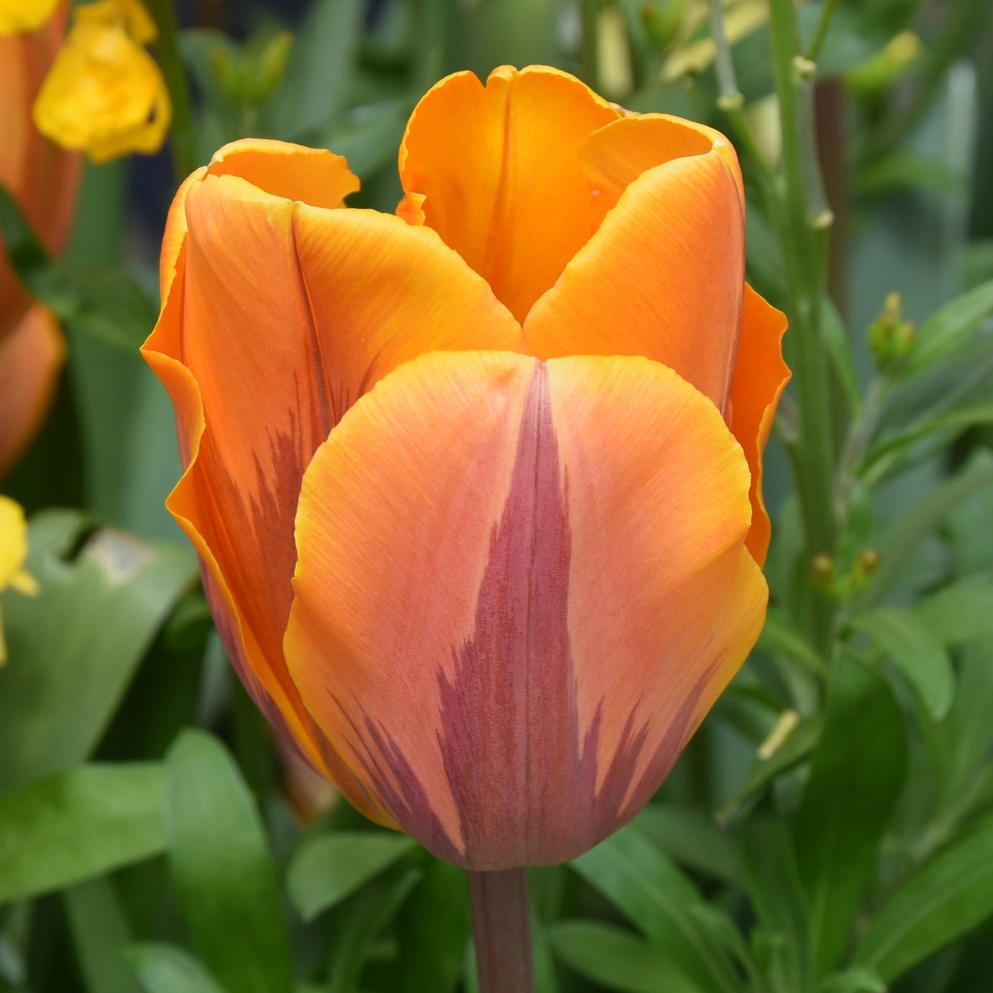 Tulipa Princess Irene