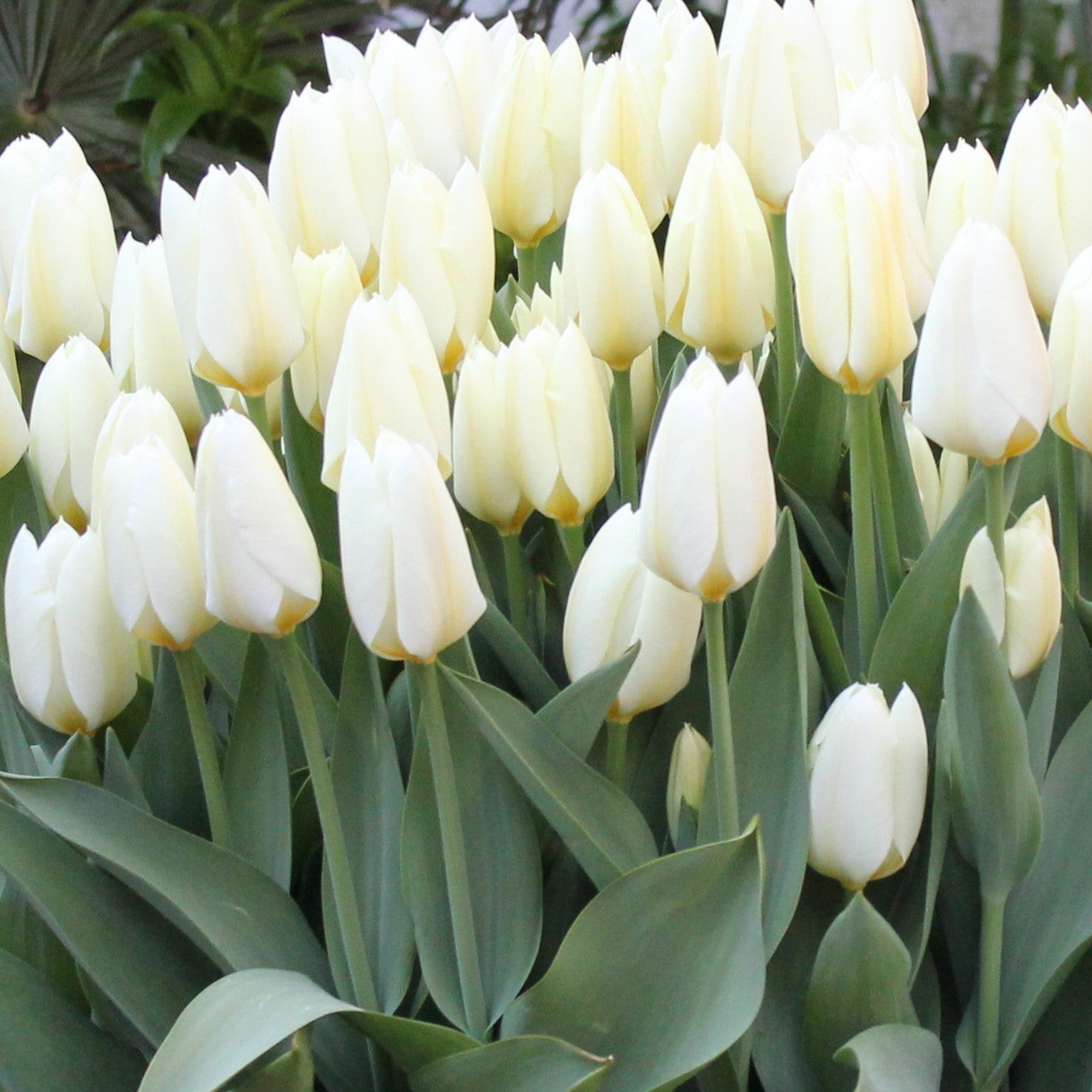 Tulipa Purissima