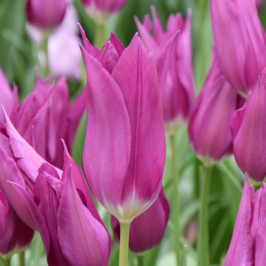 Tulipa Purple Dream
