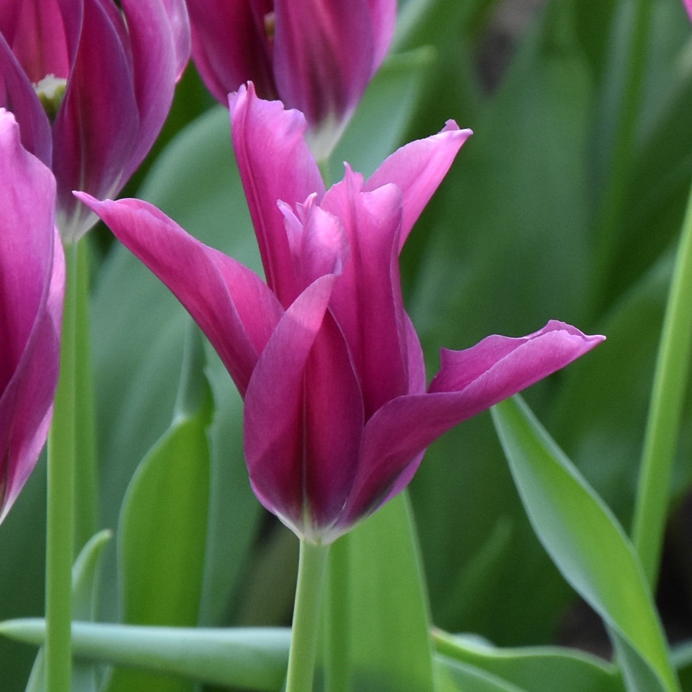 Tulipa Purple Doll