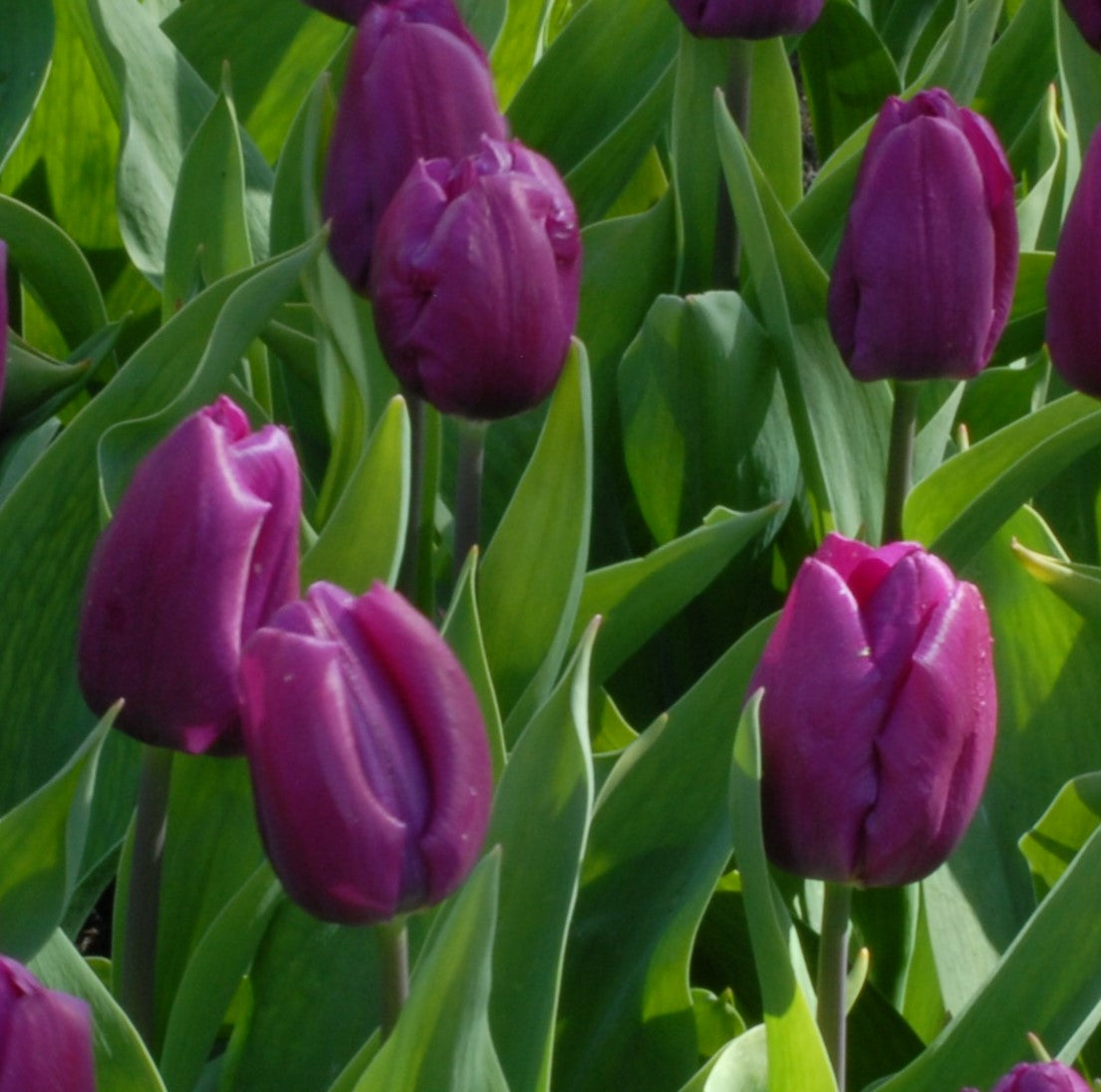 Tulipa Purple Prince